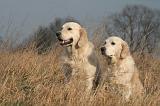 GOLDEN RETRIEVER 1030